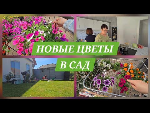 Видео: КУПИЛИ РОЗЫ И ПИТУНИИ/ОБУСТРАИВАЕМ САД/ВСЕ ПРИ ДЕЛЕ/ГЕРМАНИЯ