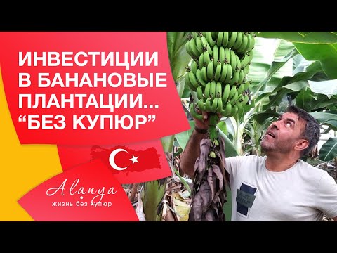 Видео: Бизнес в Турции. Банановые плантации  в Турции. Купить бизнес в Турции. Турция, Аланья. Часть 1.