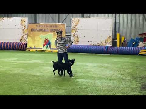 Видео: Танцы с собаками Dog dance Тимошина Светлана & Брина: Танец "Там за Туманами"