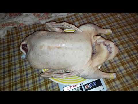 Видео: 🇺🇦Забой муларда в два месяца!