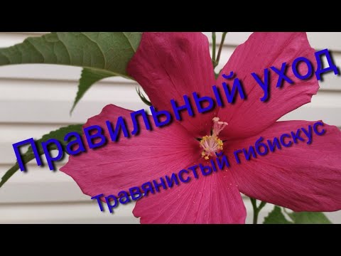 Видео: Травянистый гибискус,как за ним ухаживать?!