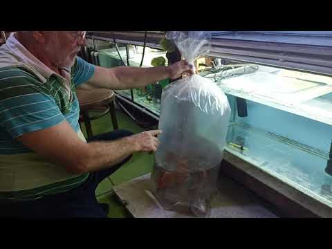 Видео: Дискусы Майский - Апшеронск транзит. Начало карантина