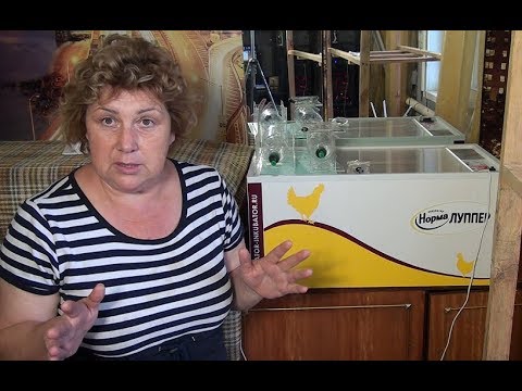 Видео: ИНКУБАТОР  НОРМА ЛУППЕР