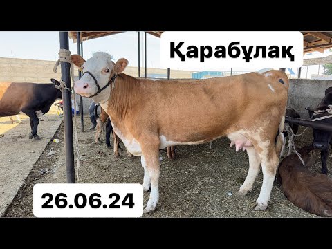 Видео: Қарабұлақ мал базары. Сиыр. Бұқа. Бұзау