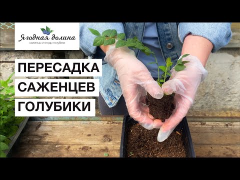 Видео: Правильная пересадка саженцев голубики | Ягодная долина