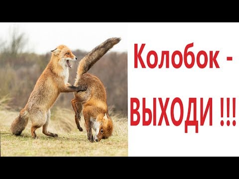 Видео: Лютые приколы. КОЛОБОК - ВЫХОДИ!!! Тест на психику! Попробуй не засмеяться! – Domi Show!