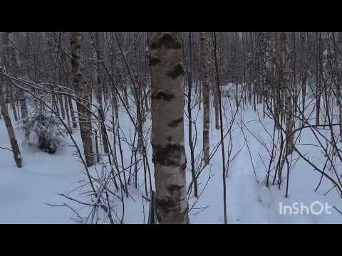 Видео: Охота на зайца с гончей 16 февраля 2024 г.