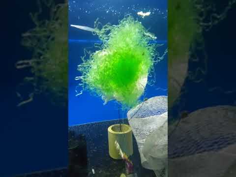 Видео: Радужница боэсмана и Радужница неон. Разводня