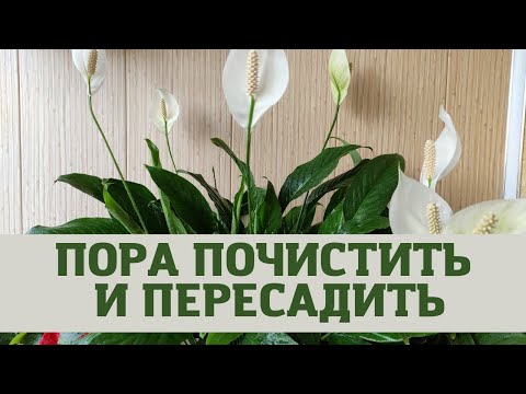 Видео: Женское счастье (спатифиллум) пересадка с промыванием корней