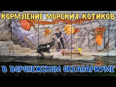 Видео: Кормление морских котиков в Воронежском Океанариуме | Feeding Seals in Voronezh Aquarium