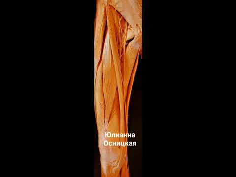 Видео: ПРЯМАЯ МЫШЦА БЕДРА