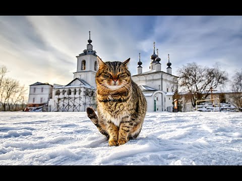 Видео: МОЛИТВА ЗА ЖИВОТНЫХ