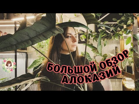 Видео: БОЛЬШОЙ ОБЗОР АЛОКАЗИЙ: ДО И ПОСЛЕ + НОВИНКИ | АНОНС РОЗЫГРЫША #алоказии #alocasia #обзор #review