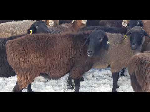 Видео: Маточные поголовье Эдильбаевская порода