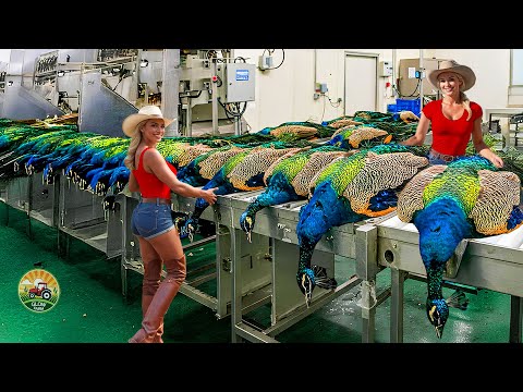 Видео: Как выращивают и разводят миллионы павлинов — китайские фермеры получают прибыль от самой потряса...