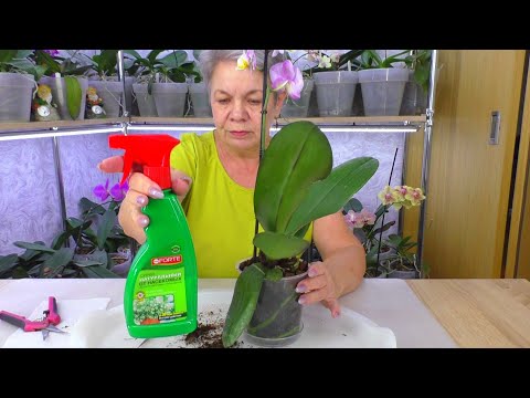 Видео: Грибные комарики это ЗЛО. Как спасти орхидею дома после покупки?