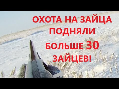 Видео: ОХОТА НА ЗАЙЦА ПОДНЯЛИ БОЛЬШЕ 30 ЗАЙЦЕВ