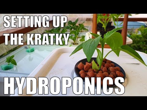 Видео: Выращивание с помощью гидропоники Kratky