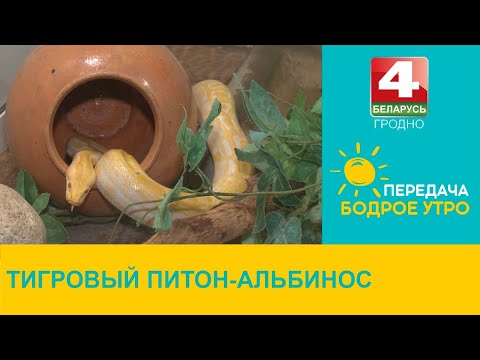 Видео: Бодрое утро. Хвостатые. Тигровый питон-альбинос. 01.12.2022
