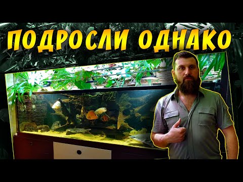 Видео: БОЛЬШОЙ АКВАРИУМ 1200 ЛИТРОВ! ОТВЕЧАЕМ НА ВОПРОСЫ С АЛЕКСЕЕМ! 1 ЧАСТЬ