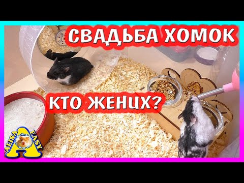 Видео: СВАДЬБА ХОМЯКОВ  / КТО ЖЕНИХ ХОМКИ ПЕПСИ / ПЕПСИ НЕ ХОЧЕТ ЗАМУЖ / Alisa Easy Pets