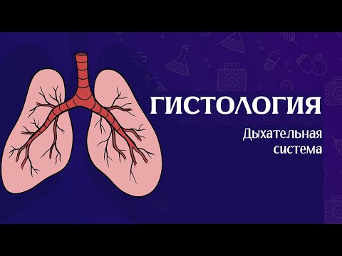 Видео: Гистология Дыхательная система