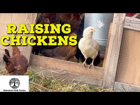 Видео: Почему нам не нравится сетка Premier 1 для защиты птиц