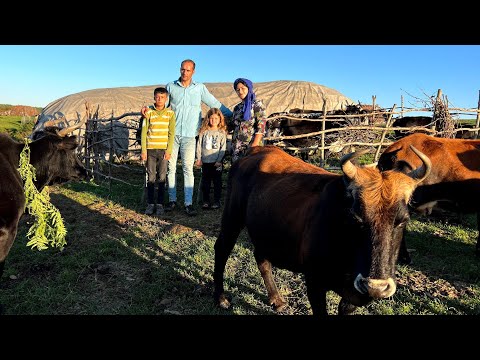 Видео: Кочевник! Создание места для отдыха для телят и принесение листьев и травы