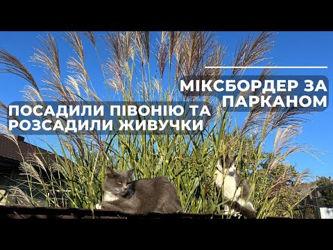 Видео: Міксбордер за парканом. Посадили півонію та розсадили живучки