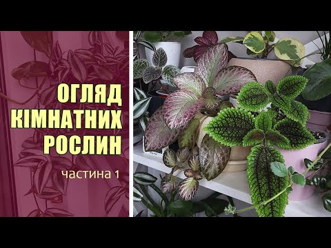 Видео: Огляд Кімнатних Рослин | Кімнатні Рослини - листопад 2025 | частина 1