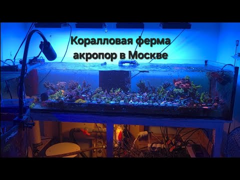Видео: Коралловая ферма акропор в Москве