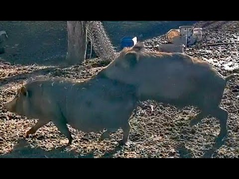 Видео: Период спаривания диких кабанов в самом разгаре. Фунтик начал гулять и устраивать бои