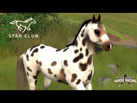 Видео: Арабские дни, разведение и активные события 🌺 Rival Stars Horse Racing