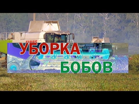 Видео: [Уборка бобов] 2x CLAAS Lexion 560, 580