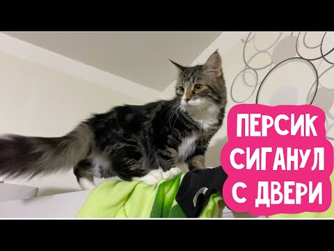 Видео: Персик спрыгнул с высокой двери 😰😰😰 Я так за него испугался 😬🫣