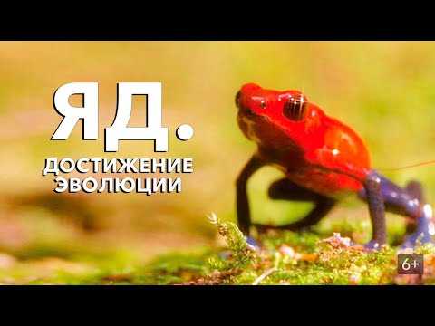 Видео: ОЧЕНЬ ИНТЕРЕСНЫЙ ФИЛЬМ О ЯДОВИТЫХ ЖИВОТНЫХ! Яд. Достижение эволюции. Семейный канал