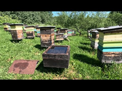 Видео: Алтайская пасека, где создается тот самый мед. Рассказ про пасеку и мед.