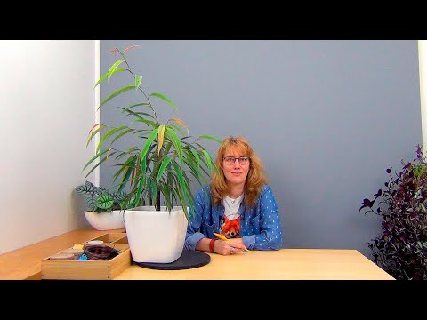 Видео: Формирование фикуса Али, вариант 1 (ч.6).