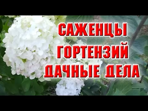 Видео: Новые саженцы.  Влагозарядковый полив, уборка в цветнике