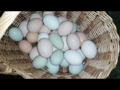 Видео: Все 🐔🐓 пошли спать. 