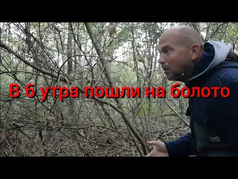 Видео: Собаки всю ночь гавкали в сторону болота , а утром мы пошли по следам пропавшей свинки и остолбенели