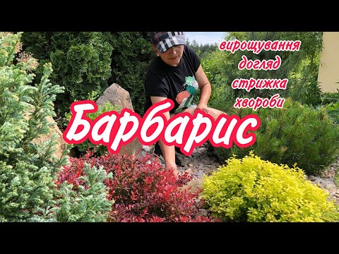 Видео: БАРБАРИС. Вирощування,догляд,стрижка,хвороби.Препарати для лікування та підживлення.САД.ДАЧА.