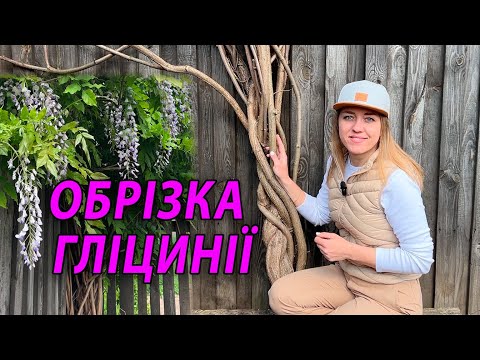 Видео: ГЛІЦИНІЯ (ВІСТЕРІЯ) | ОБРІЗКА