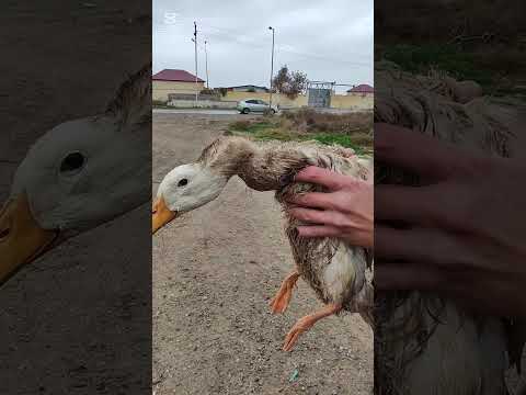 Видео: Уточку пристроила 