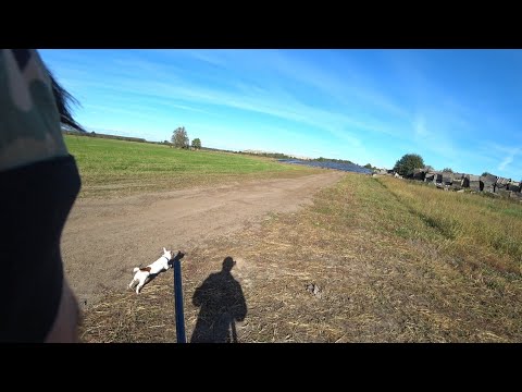 Видео: охота на зайца( прогулка) сезон 2024-2025, Ленинградской области