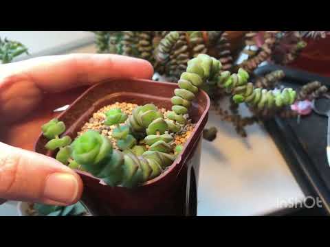 Видео: Обзор крассул