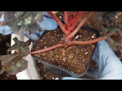 Видео: Навожу красоту