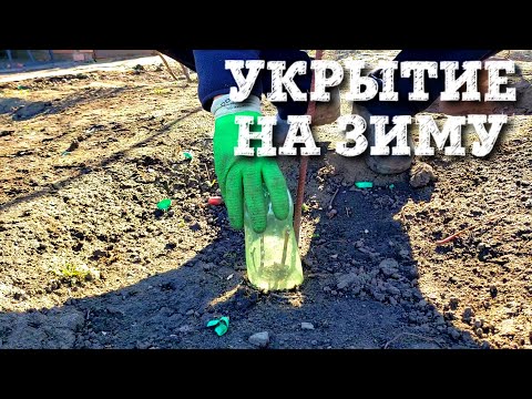 Видео: УКРЫТИЕ ВИНОГРАДНИКА НА ЗИМУ. САМЫЙ ПРОСТОЙ И НАДЕЖНЫЙ СПОСОБ. НЕ ВЫПРЕЕТ И МЫШИ НЕ СТРАШНЫ