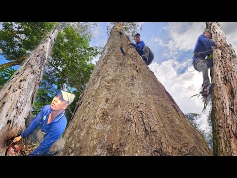 Видео: Спиливание огромных эвкалиптов возле берега реки, техническая пила, 239