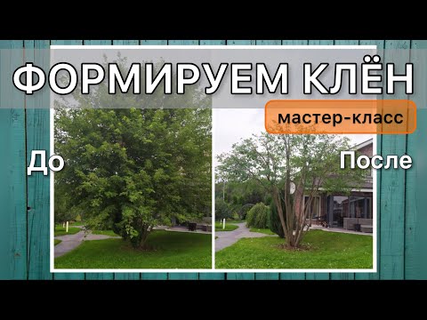Видео: Обрезка огромного дерева. Форма ЗОНТ. #дневниксадовода
